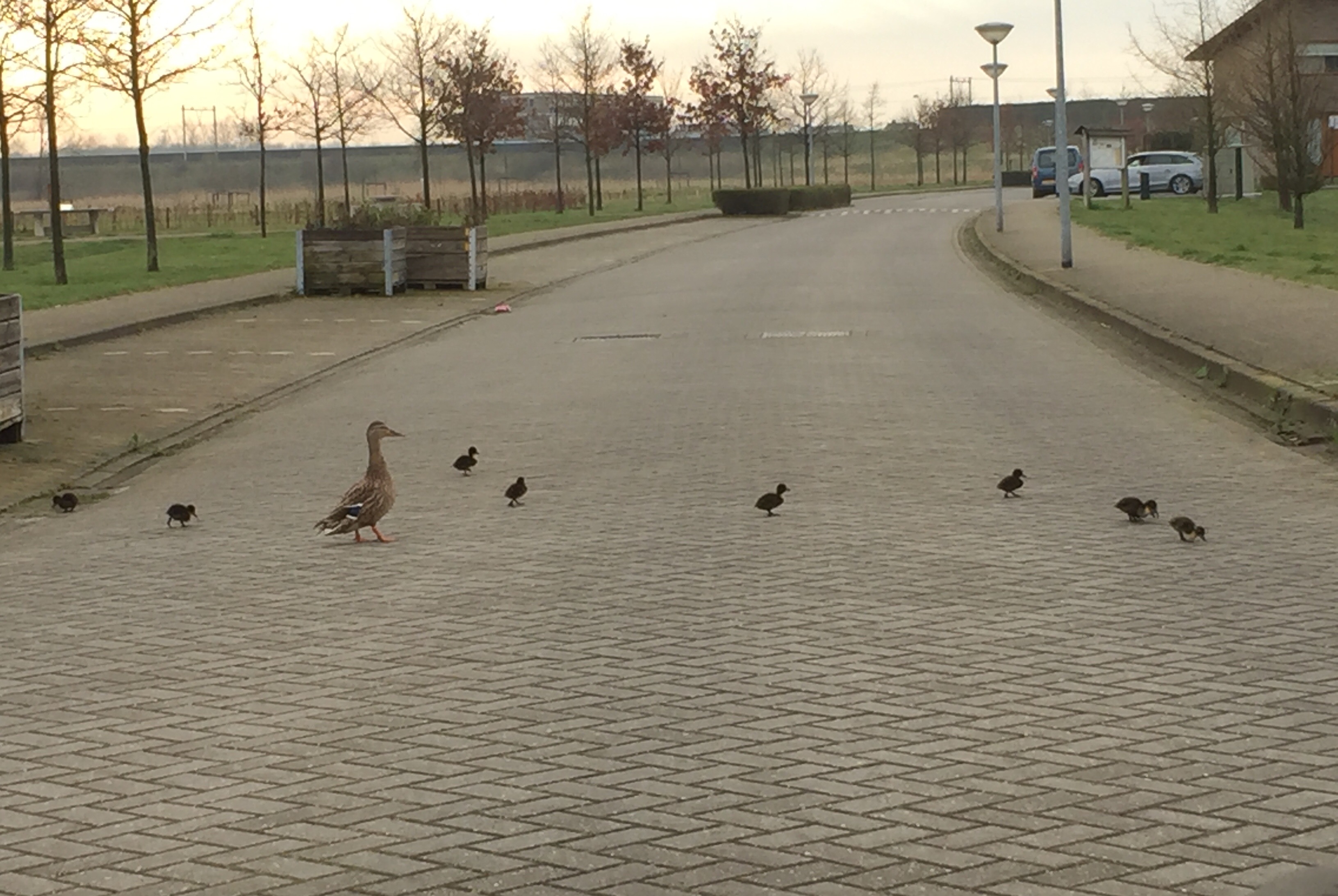 Bloesem in de bodem, verse aardbeienplantjes in het voedselbos en jonge eendjes: eindelijk lente!