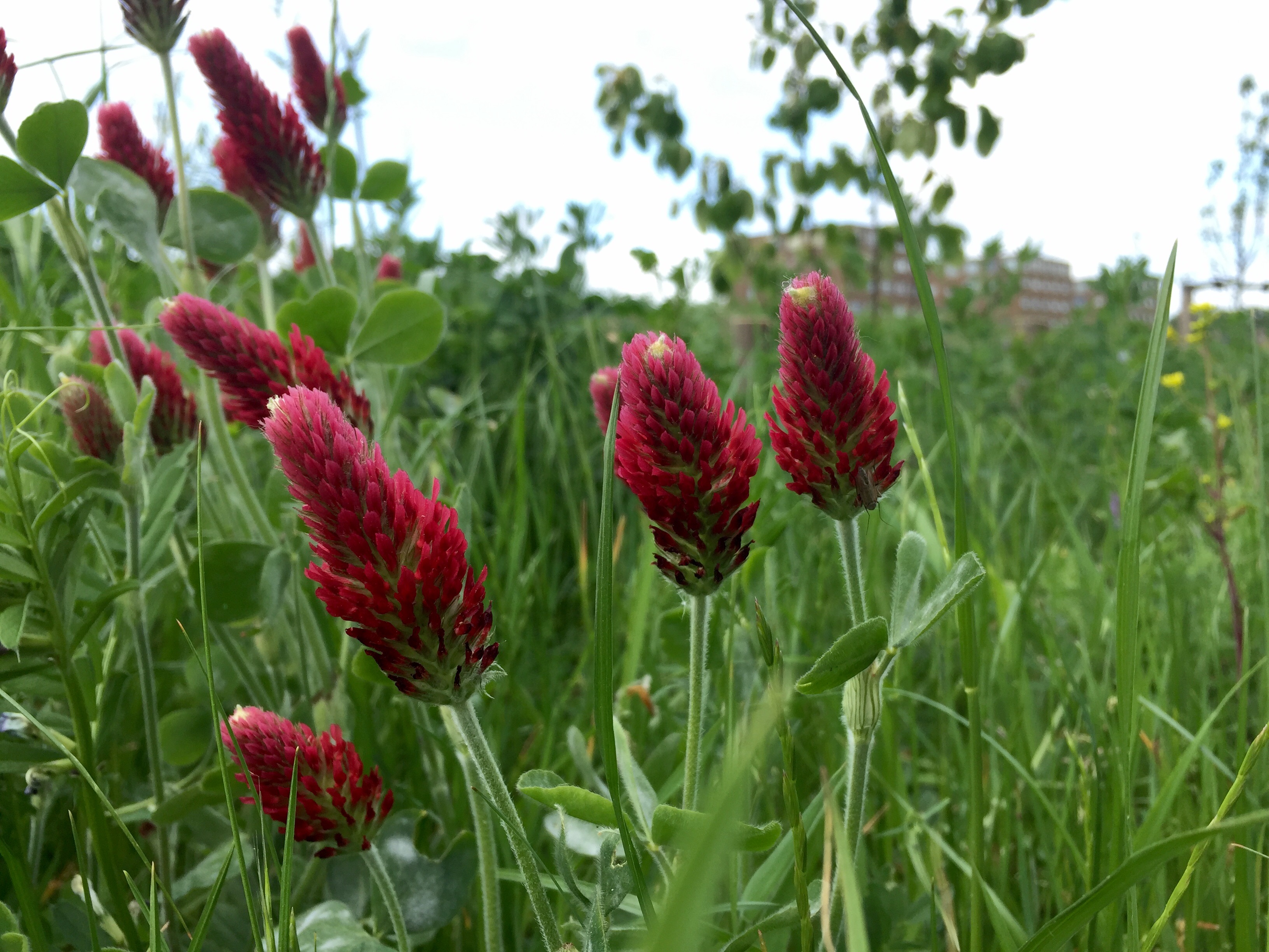 De ingezaaide klaver moet de bodemstructuur verbeteren. Overal in het Voedselbos staan roze pluimen in het groen.