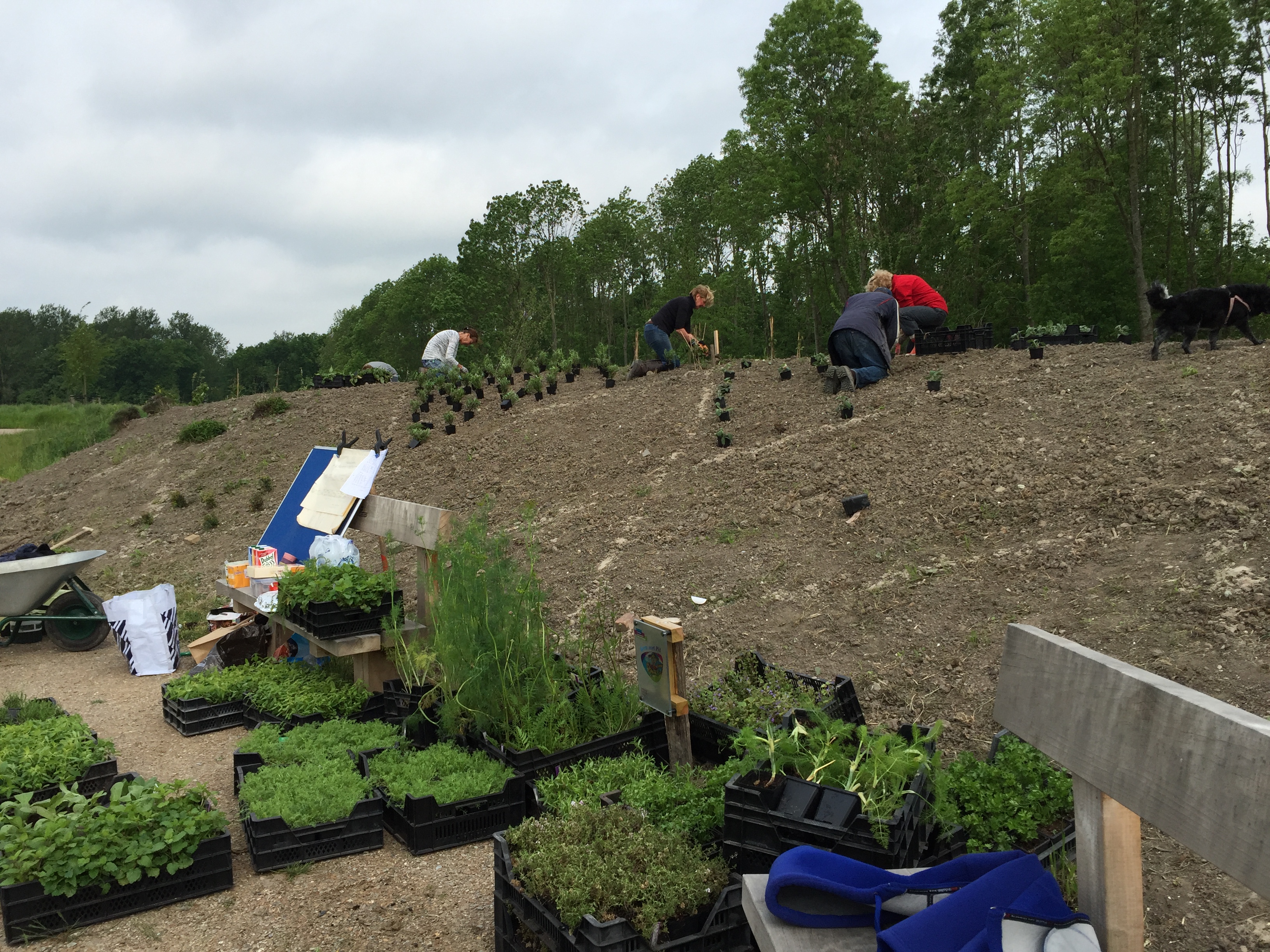 Kruiden planten op de eerste heuvel.