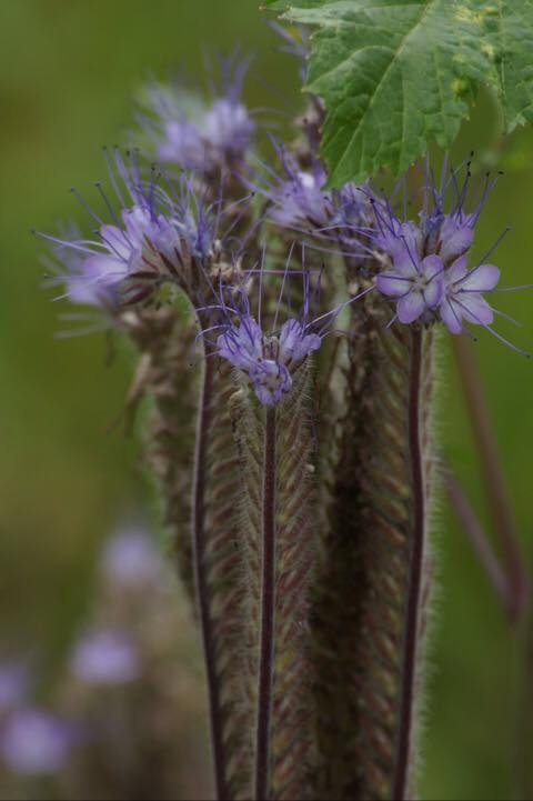 Phacelia in het Voedselbos.