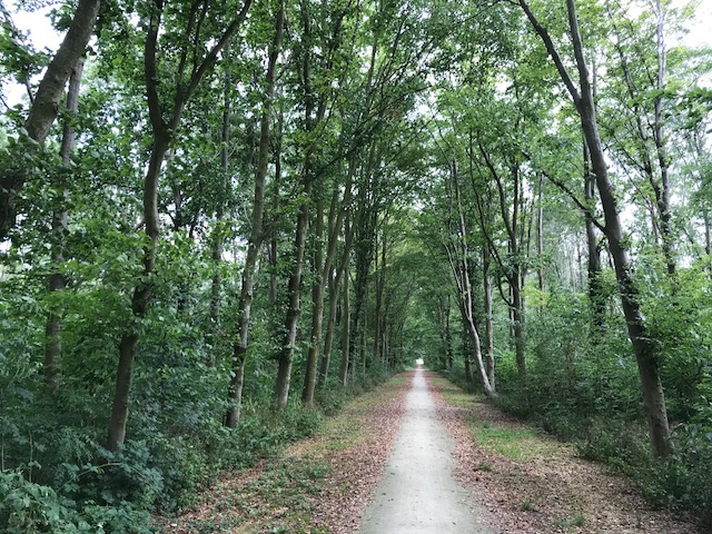 Wie door het bos loopt kan het flink horen kraken