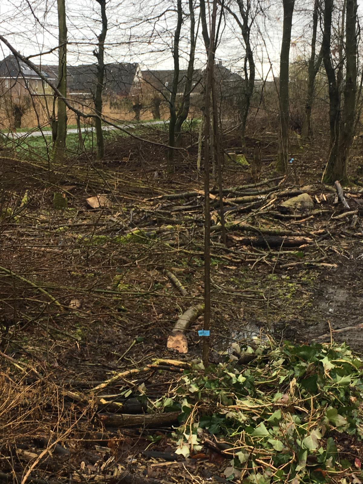 Een jonge boom tegenover de Diadeemstraat 