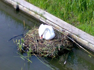 2010 Broedende zwaan