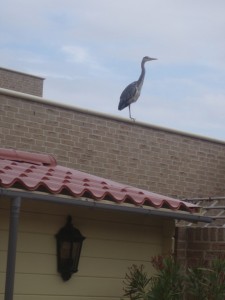 Reiger 002