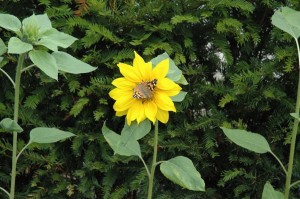 Vlinder op zonnebloem