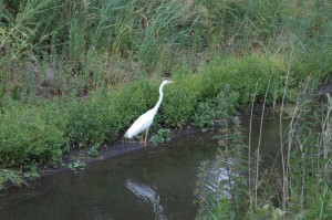 Witte Reiger