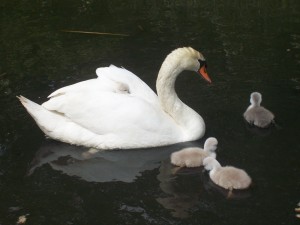 Zwaan met kleine