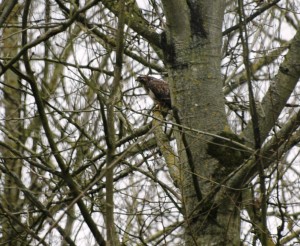 buizerd