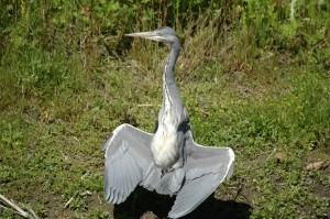 reiger