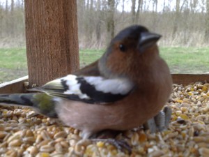 vink